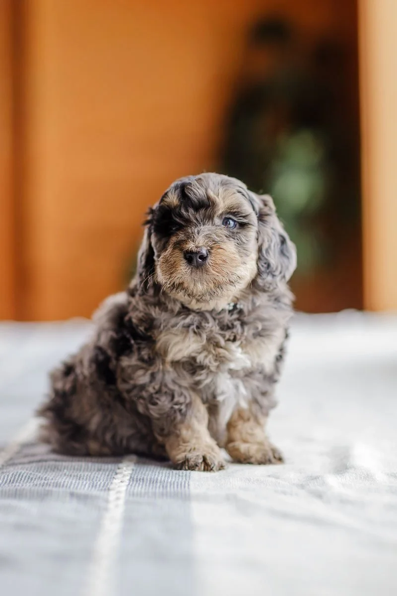 Six-week-old blue merle F1B Mini Bernedoodle puppy at Stokeshire Designer Doodles