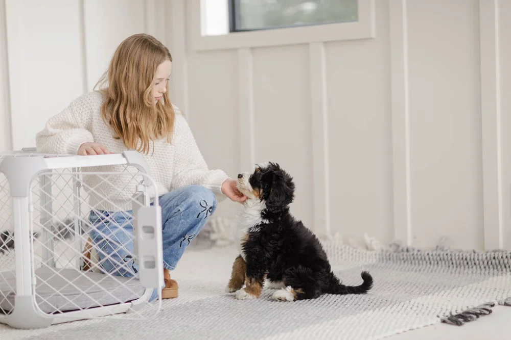 Twelve-week-old tricolor Bernedoodle puppy with a Stokeshire trainer during Doodle School, Medford, Wisconsin