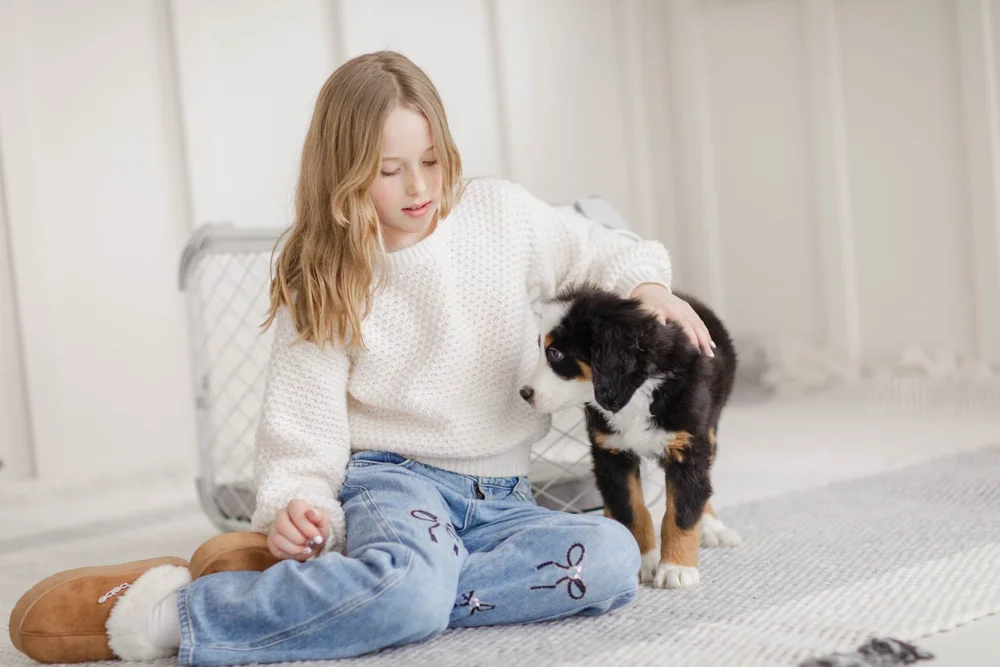 Unfurnished Bernedoodle puppy at Stokeshire Designer Doodles in Wisconsin showing straight coat