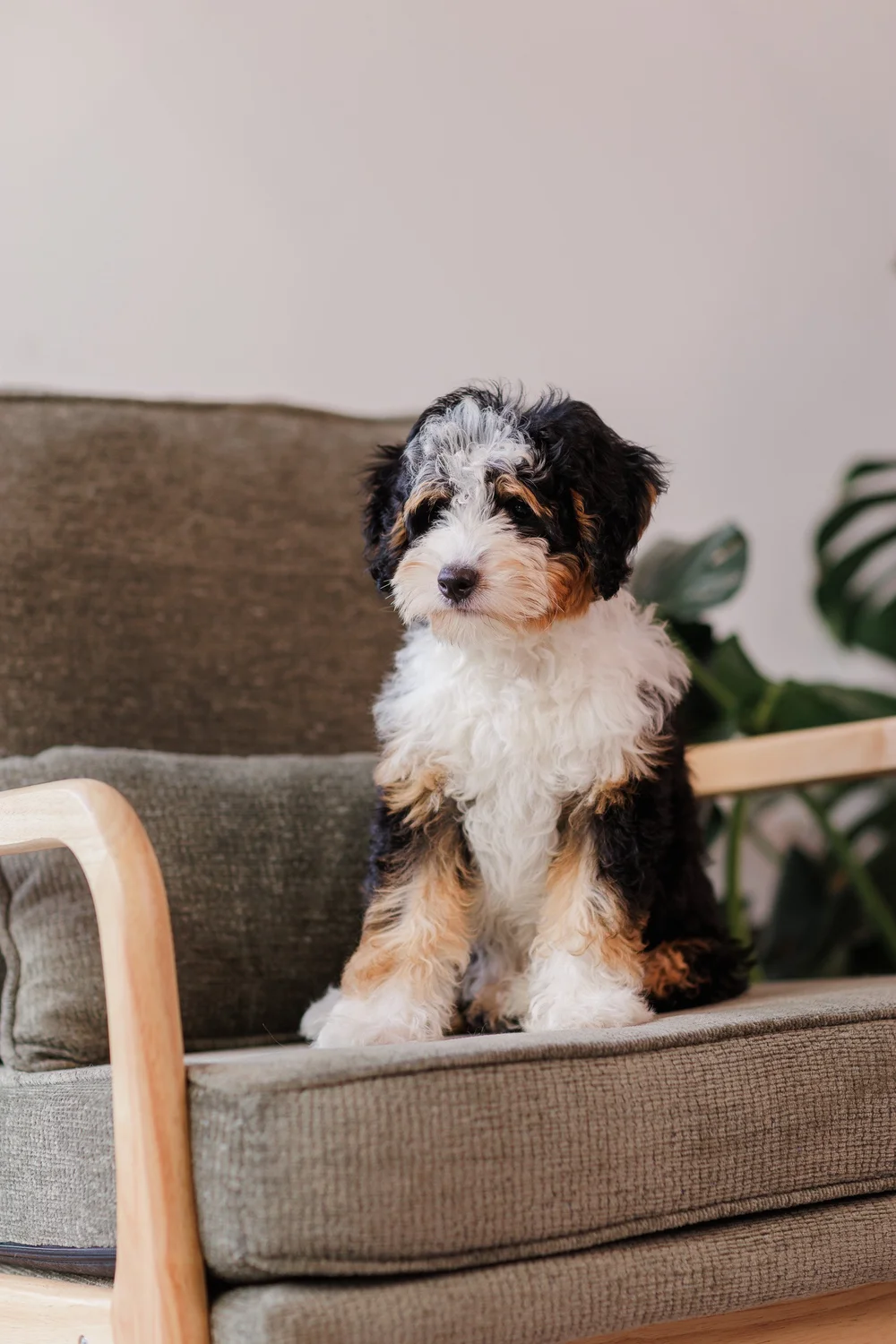 Posie, a multigenerational Mini Bernedoodle puppy with a curly tricolor coat, sitting on an armchair