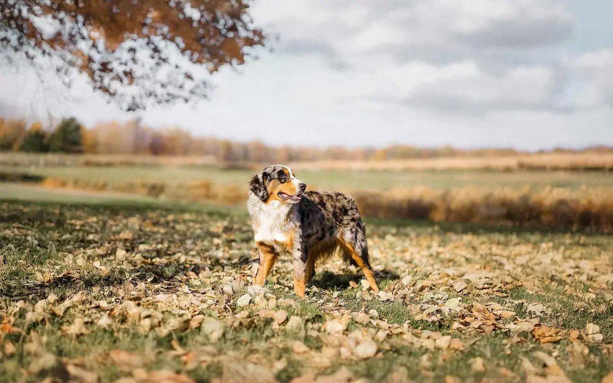 Apollo, Blue Merle Tri Australian Mountain Dog by Stokeshire