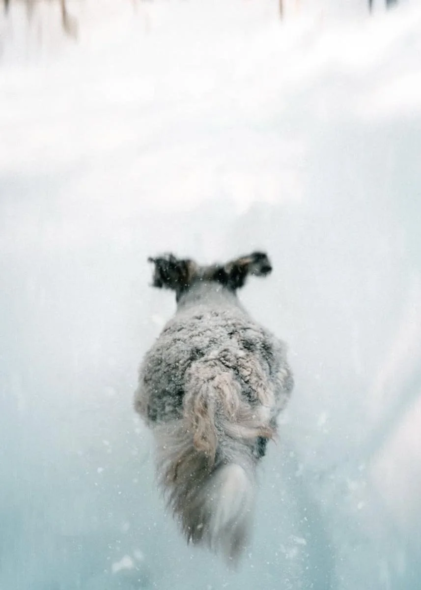 A Stokeshire doodle running through fresh snow