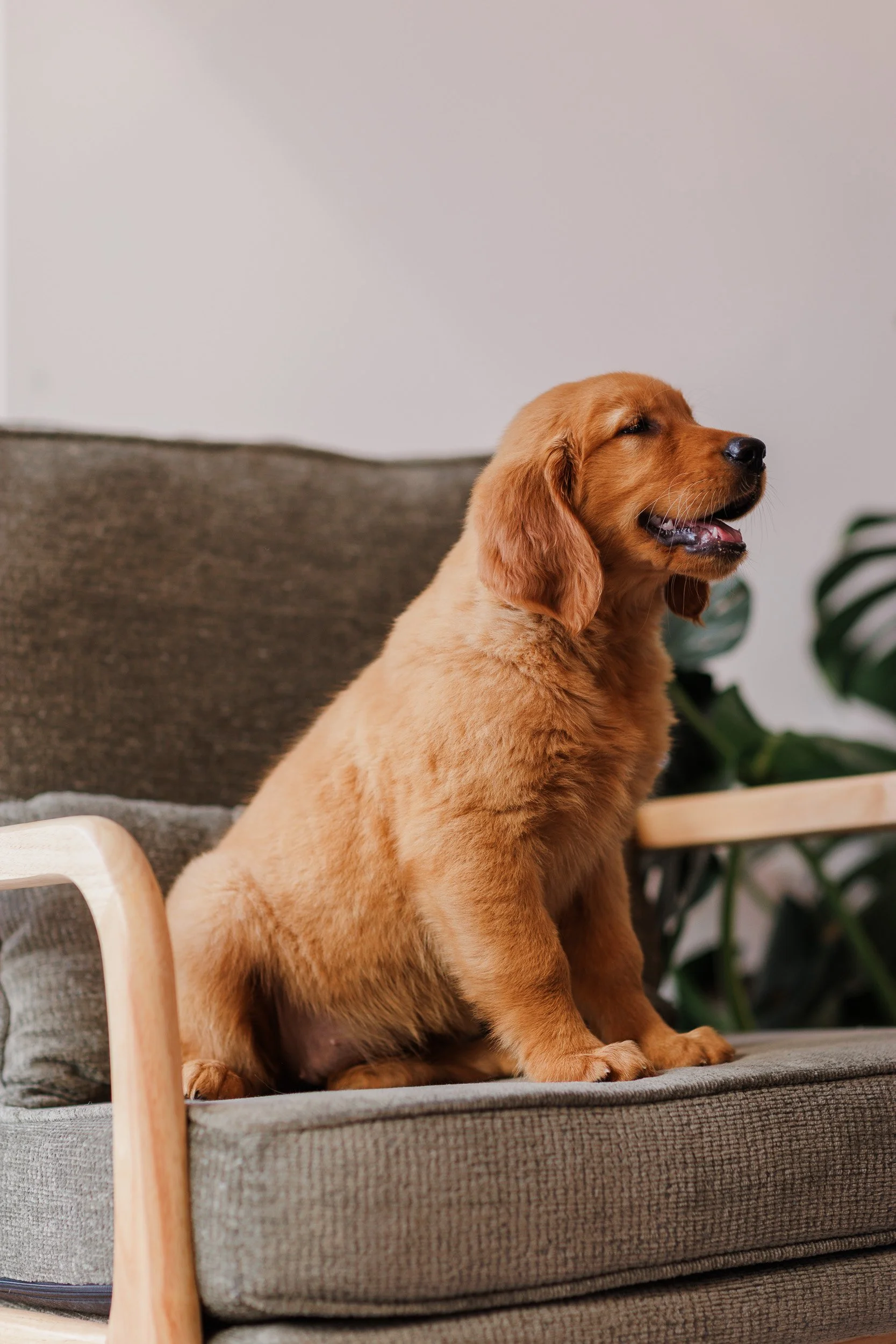 Havi, a red Golden Retriever female in the Stokeshire breeding program