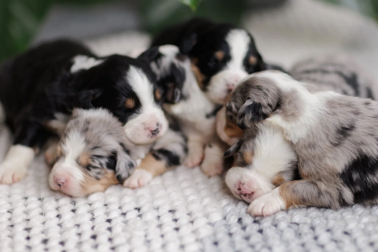 Young Stokeshire puppies resting together on a knit blanket