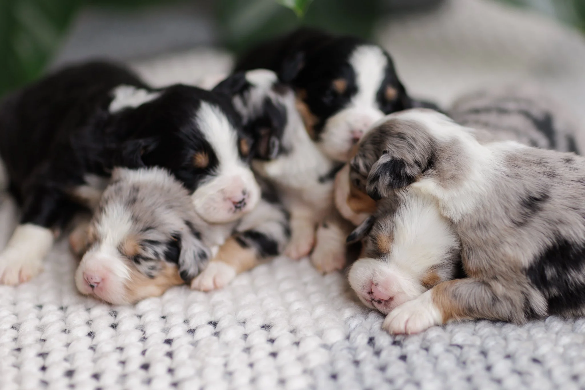 Australian Mountain Dogs at Stokeshire Designer Doodles in Medford, Wisconsin