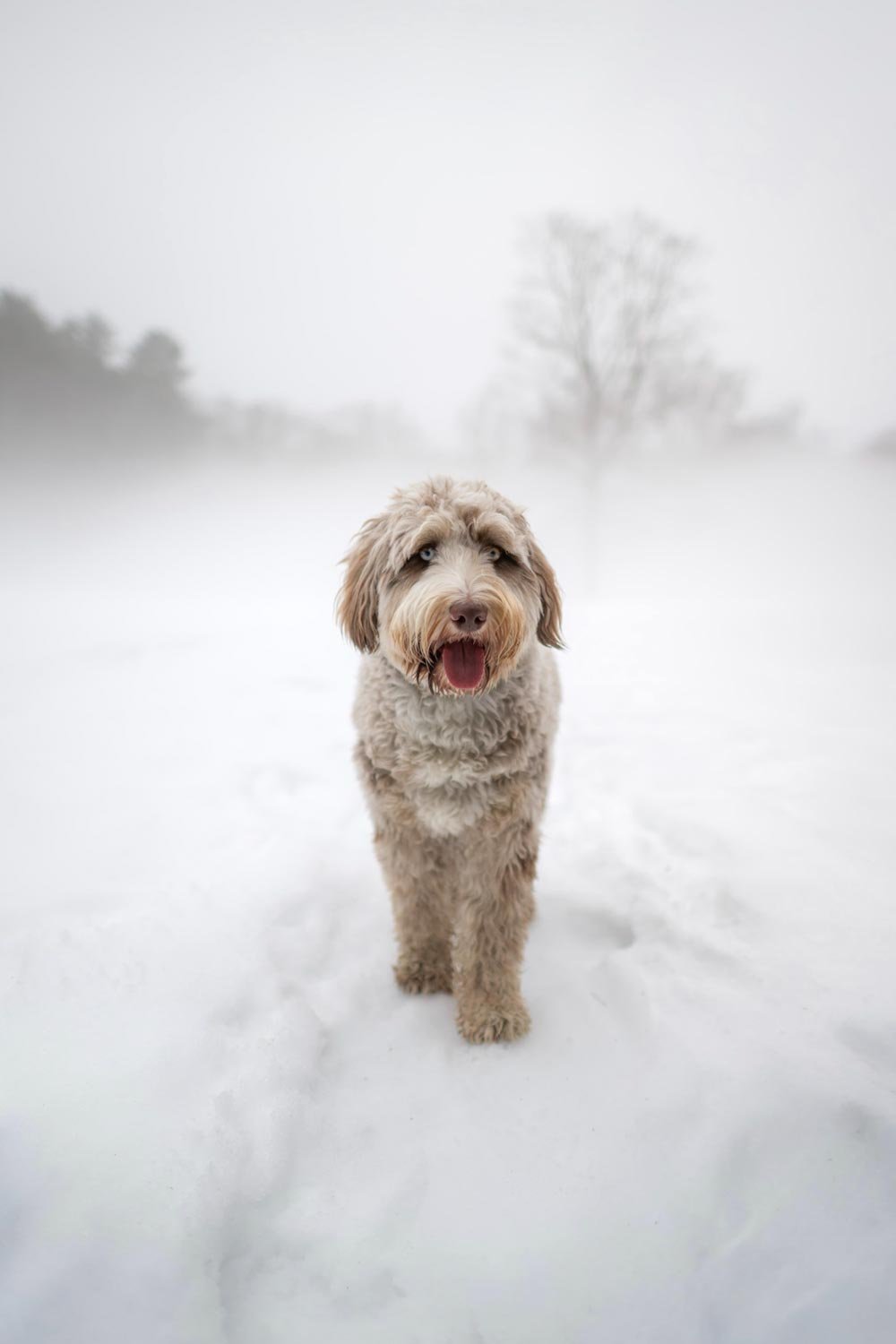 Alby, adult Australian Mountain Doodle by Stokeshire in snow