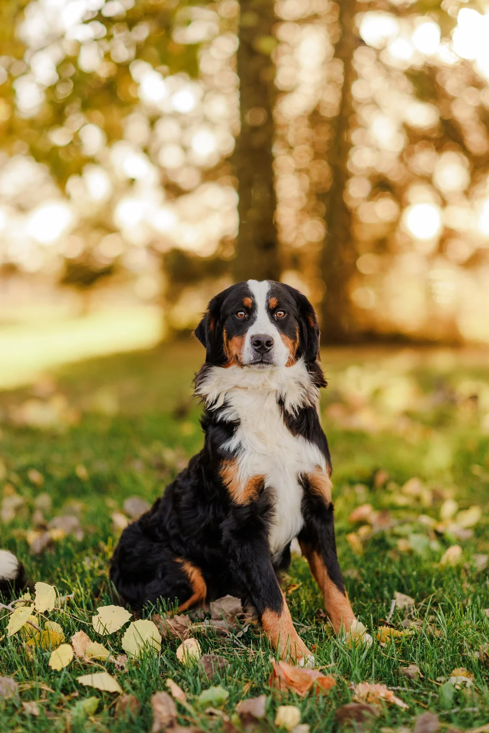 Emme, a Stokeshire Bernese Mountain Dog dam, sitting in autumn grass