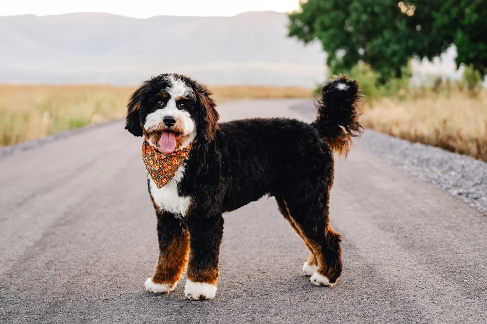 Mini Bernedoodle stud used in Stokeshire's collaborative breeding program