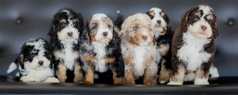 Litter of Bernedoodle puppies in tricolor, merle, and phantom coats at Stokeshire Designer Doodles