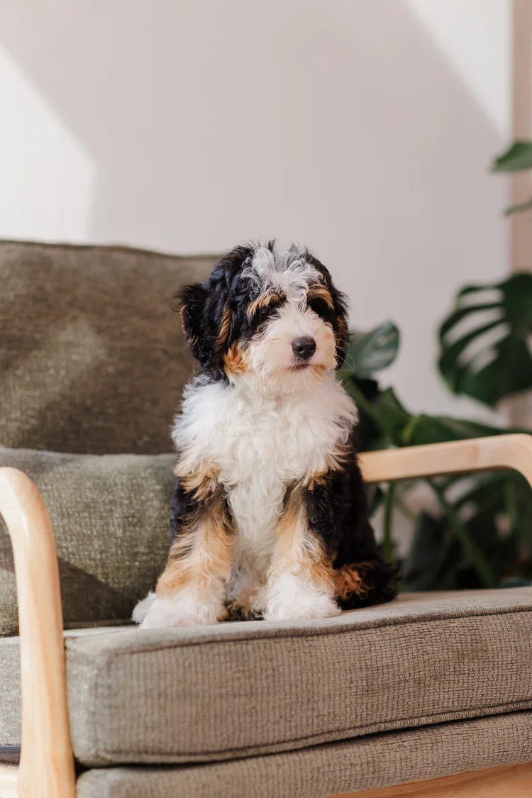 Posie, a brown multigenerational Bernedoodle in the Stokeshire program
