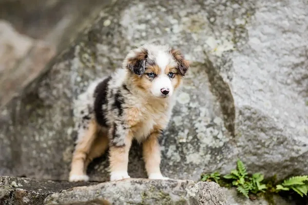 SDD Olivet Stokes, blue merle Miniature Australian Shepherd registered with the American Stock Dog Registry. Foundation dam for Stokeshire's Australian Mountain Doodle program.