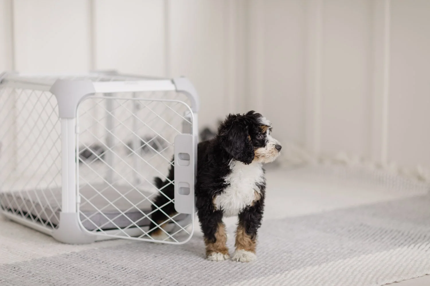 12-week-old Stokeshire Munchkin Bernedoodle puppies in Wisconsin, showing the Petite class phenotype at placement age.