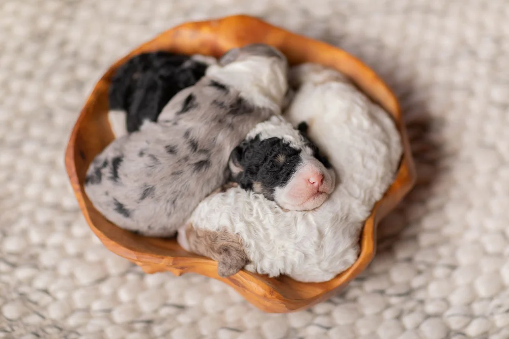 Week-one F1B Mini Bernedoodle litter from Nora and Kodiak at Stokeshire