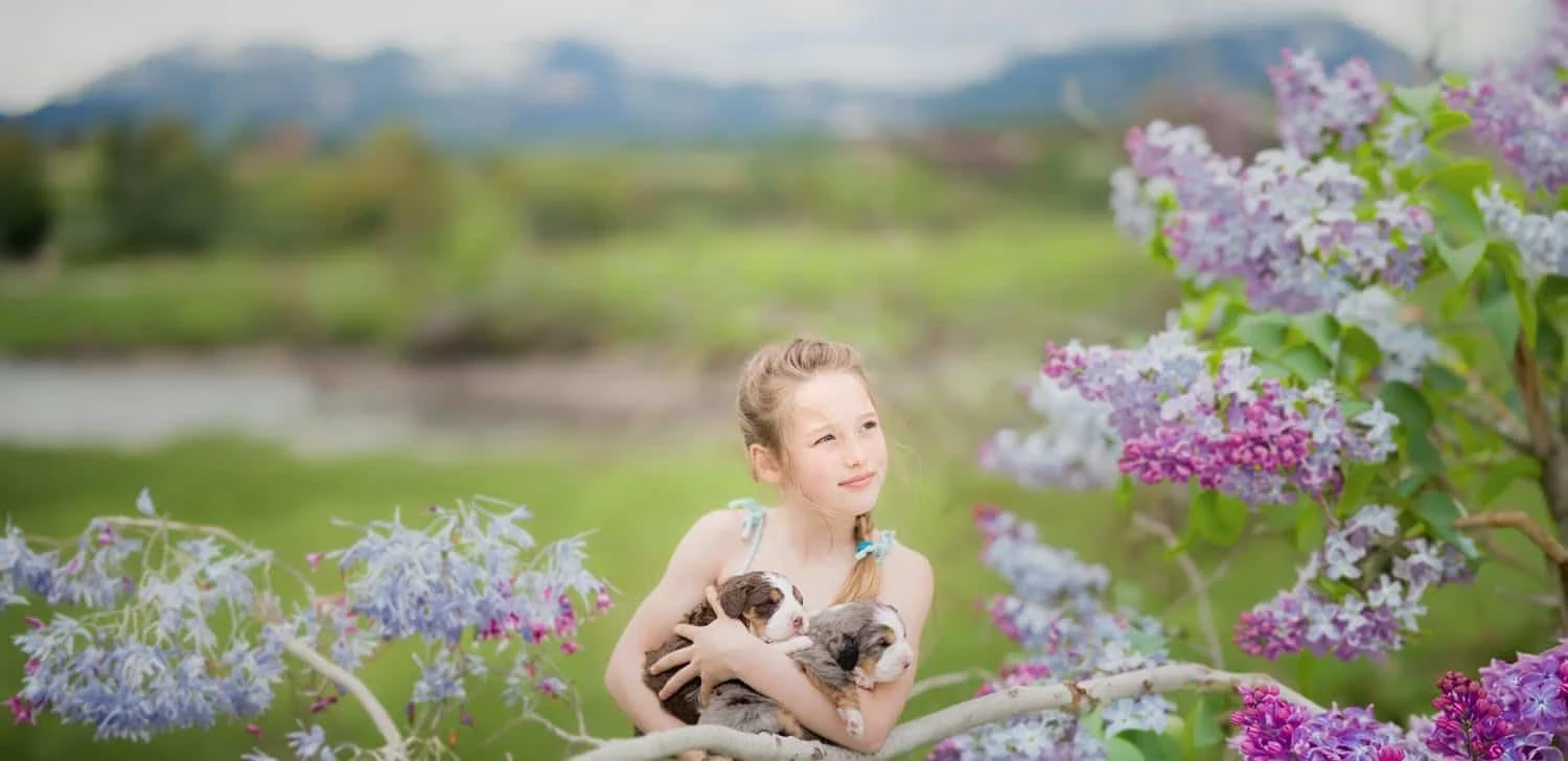 A young Stokeshire family member with two Bernedoodle puppies from a Midwest Bernedoodle and Australian Mountain Doodle breeding program in Wisconsin.