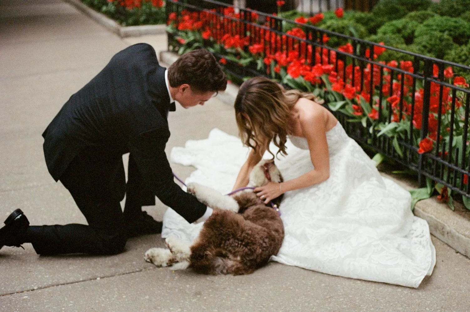 Kneeling groom and a bride in a lace gown pet Macaroni, who rolls onto her back on the sidewalk beside red tulips.