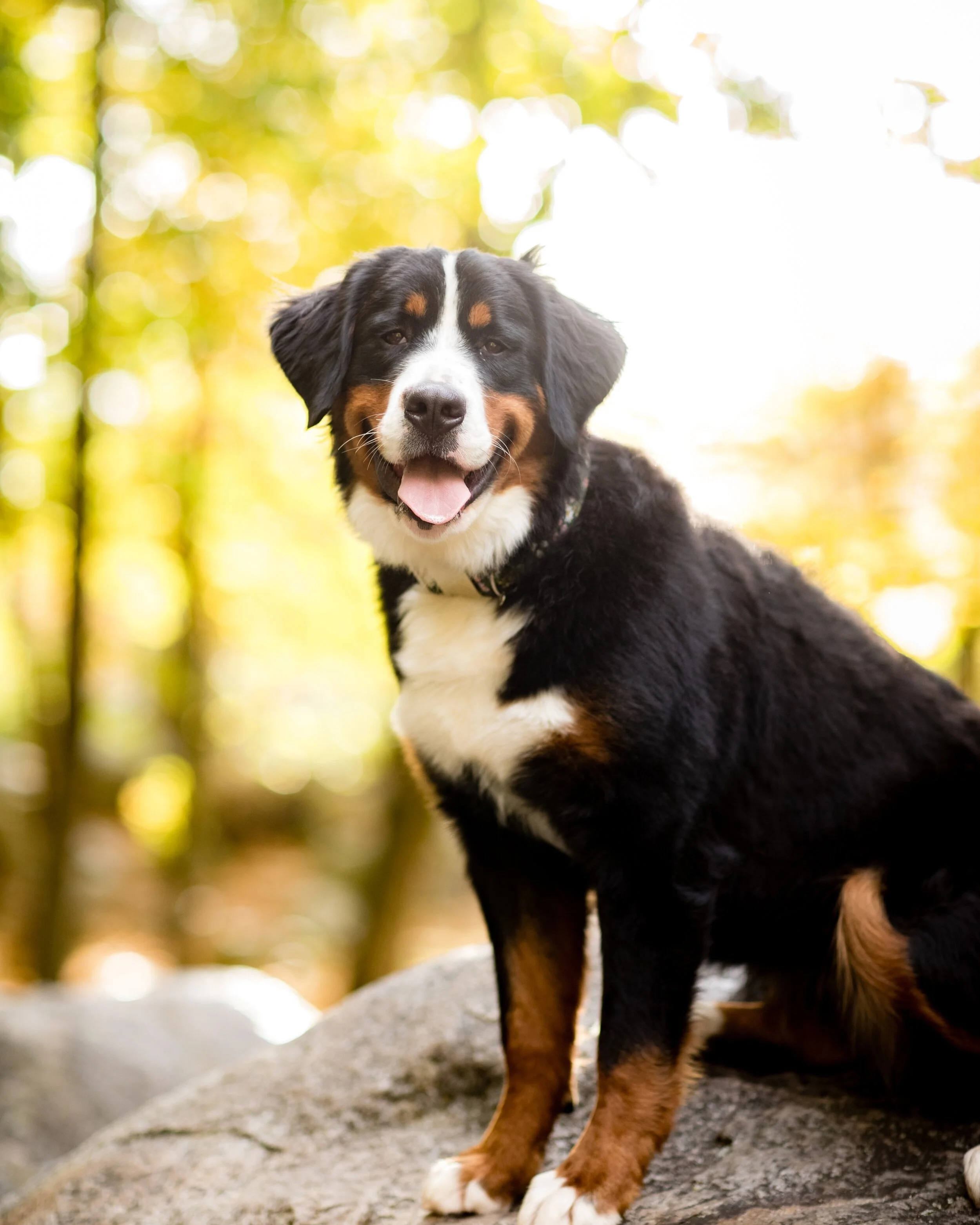 Feta, Bernese Mountain Dog foundation dam at Stokeshire Designer Doodles