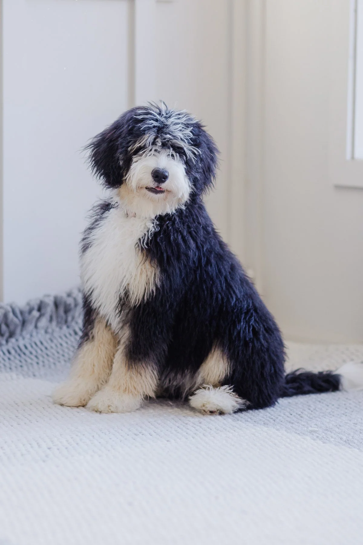 Stella, Australian Mountain Doodle dam at Stokeshire, showing the furnished wavy lower-shedding coat
