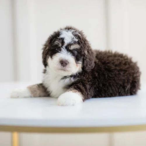Brown tri Bernedoodle puppy from Stokeshire Designer Doodles, available to Chicago families