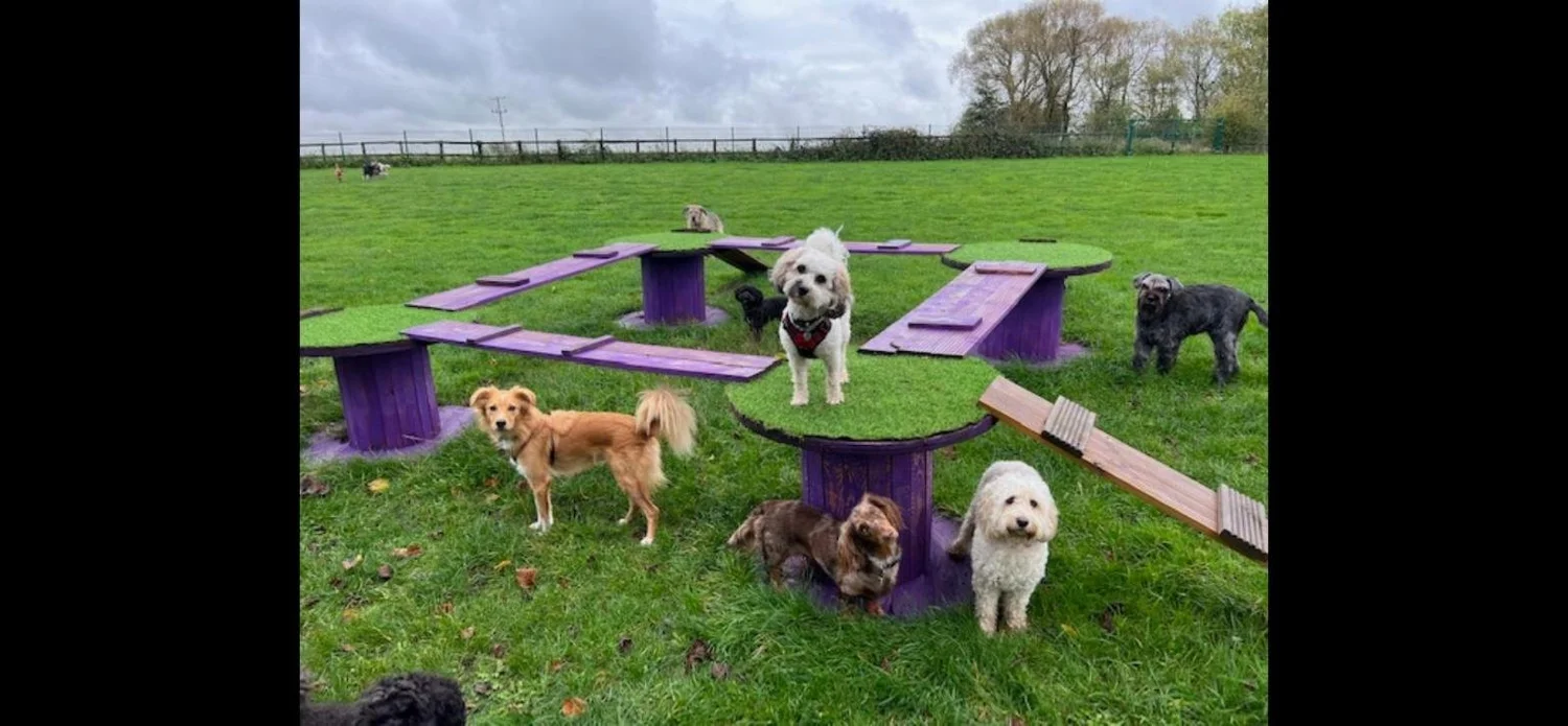 Day care dogs from Loughton and Epping on the climbing course at JJ's VIP Pets