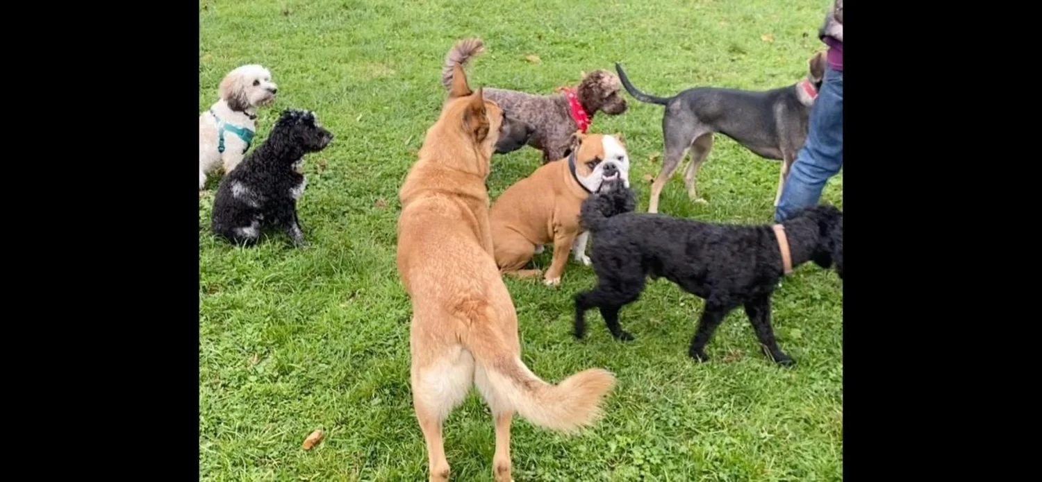 Day care and boarding dogs playing together in the field at JJ's VIP Pets