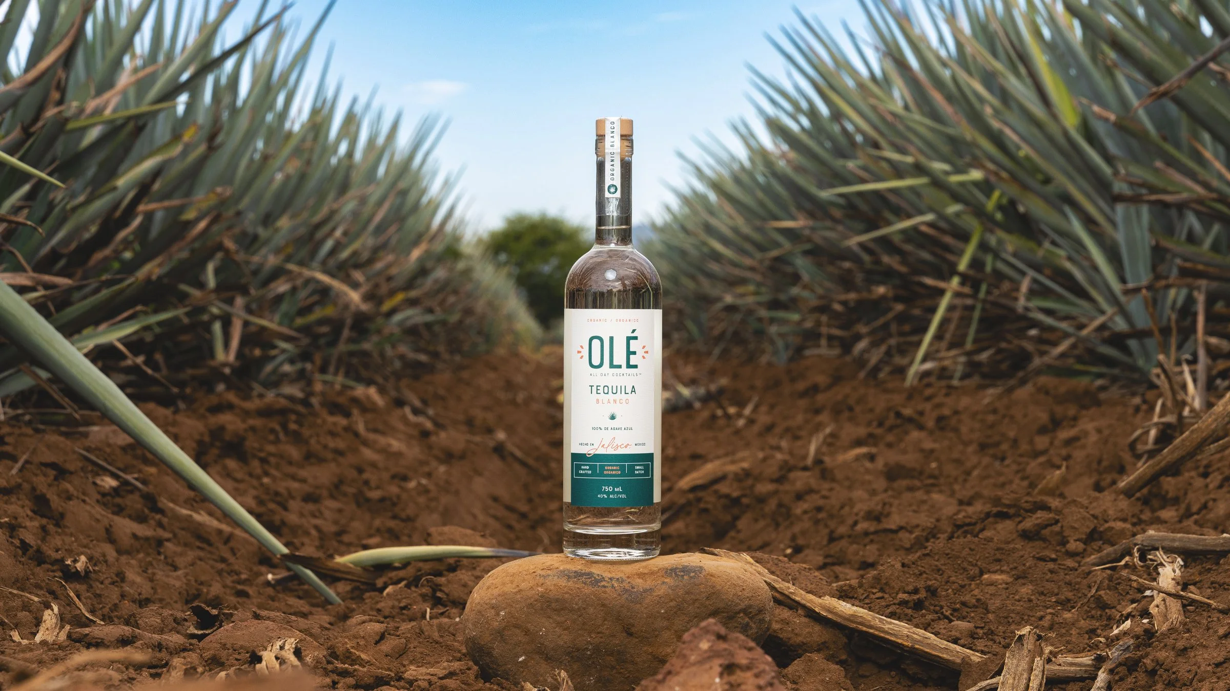 Olé Tequila featured project
