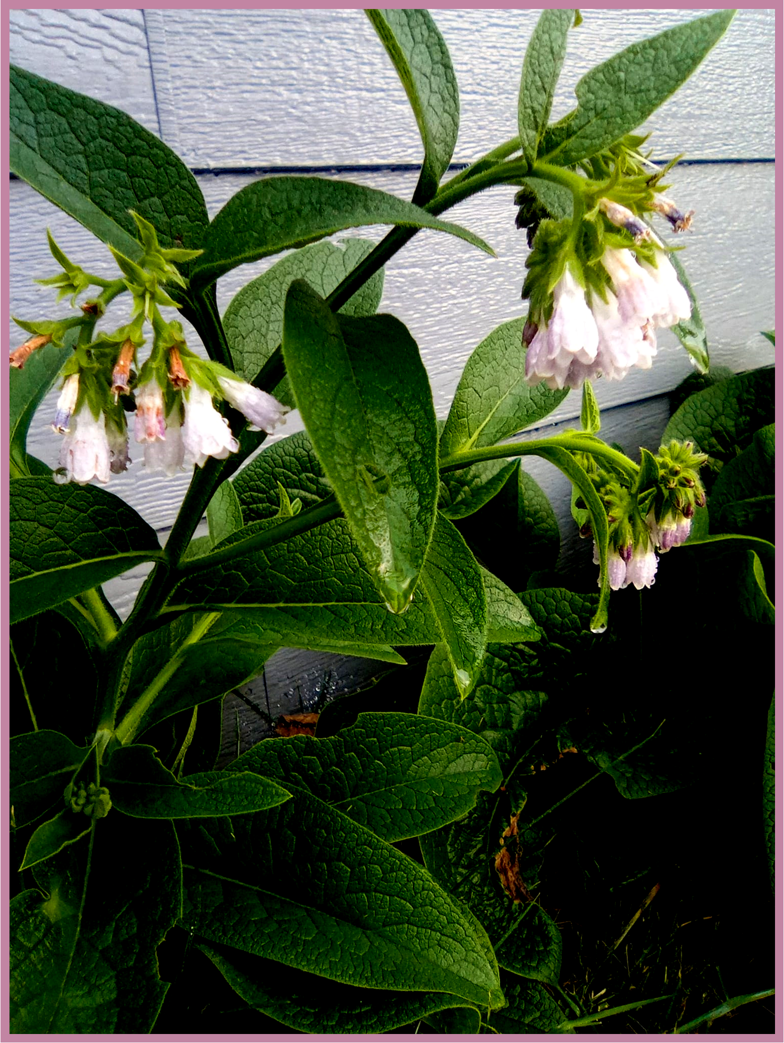 Comfrey Plant Picture of comfrey