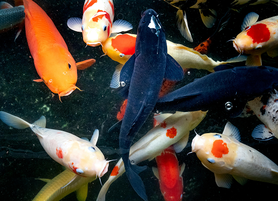koi fish in a pond