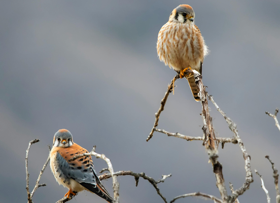 birds on a branch