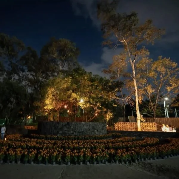 Jardín iluminado de noche con un campo de cempasúchil frente a un muro de piedra.