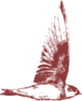 riparia