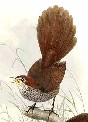 Native bird