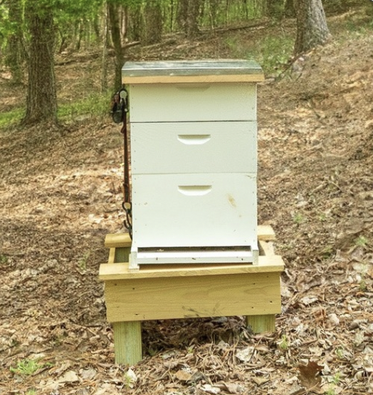 Classic Pine hive