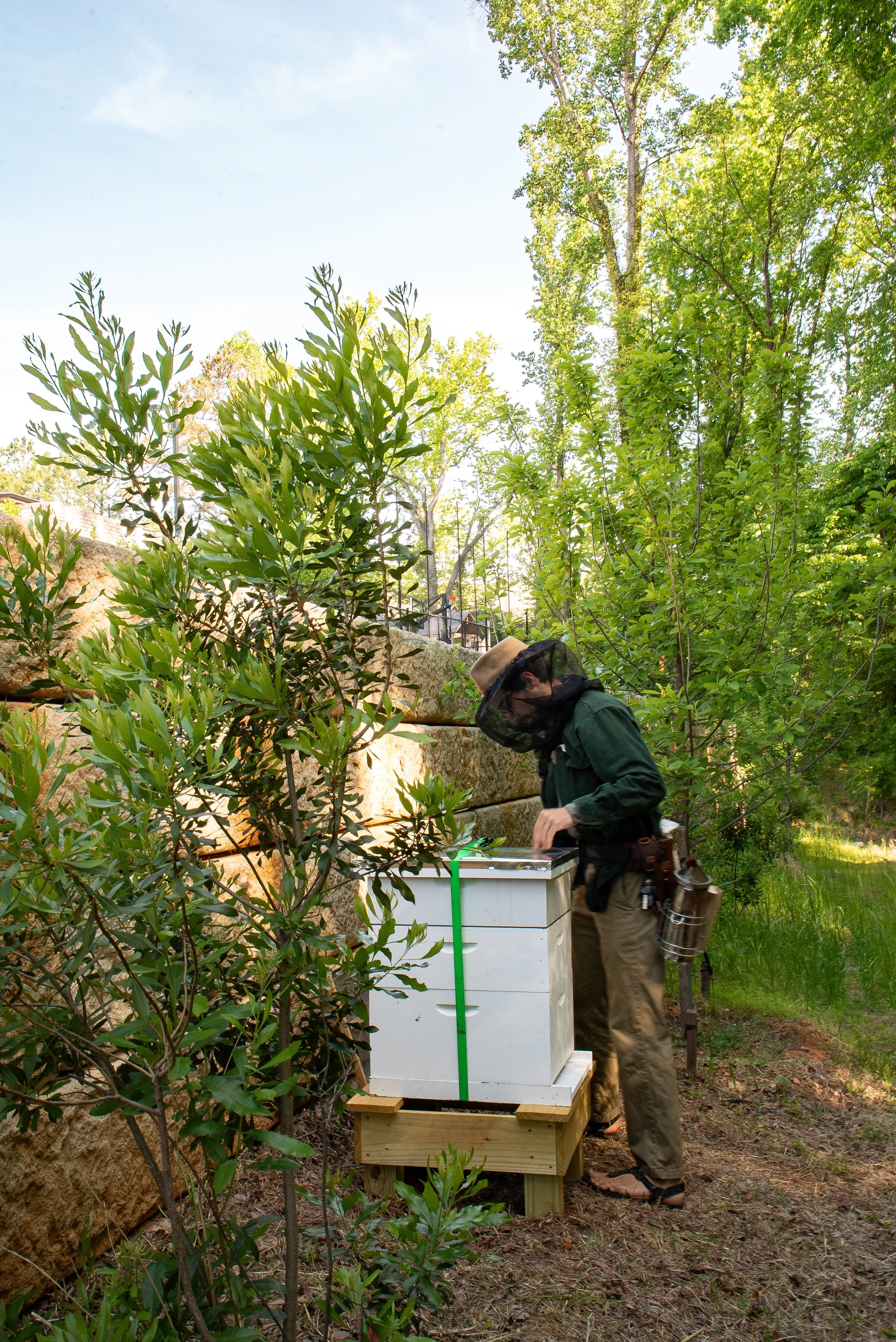 Native shrubs and a stone retaining wall around a managed hive