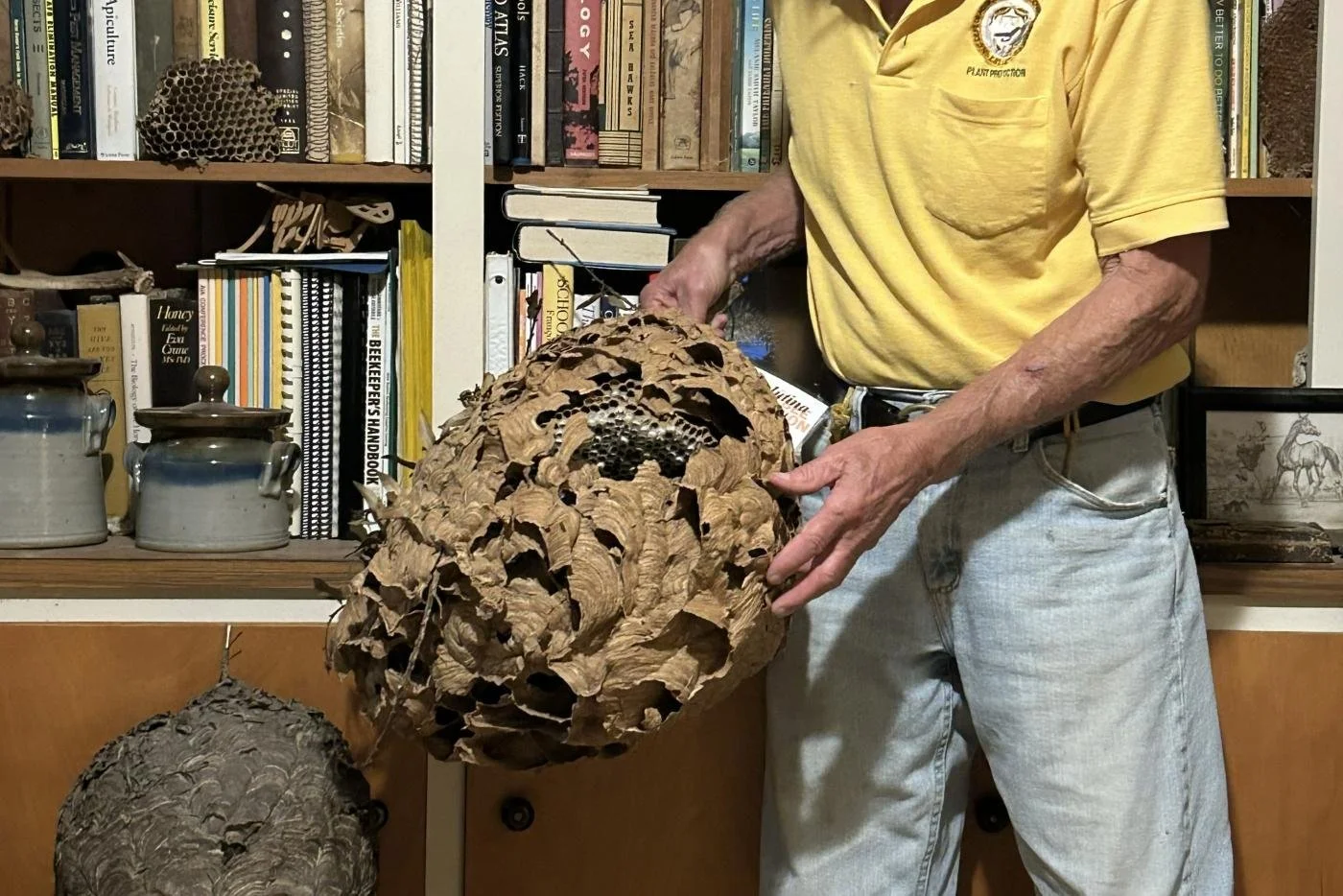 A large, egg-shaped, layered papery yellow-legged hornet nest held in a person's hands, showing its size and construction.
