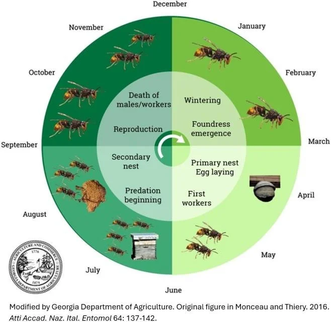 Annual life cycle of the yellow-legged hornet: foundress queens emerge in late winter, build a primary nest and lay eggs in spring, first workers appear, a large secondary nest forms by late summer when predation on honey bees begins, then reproduction and die-off in fall.