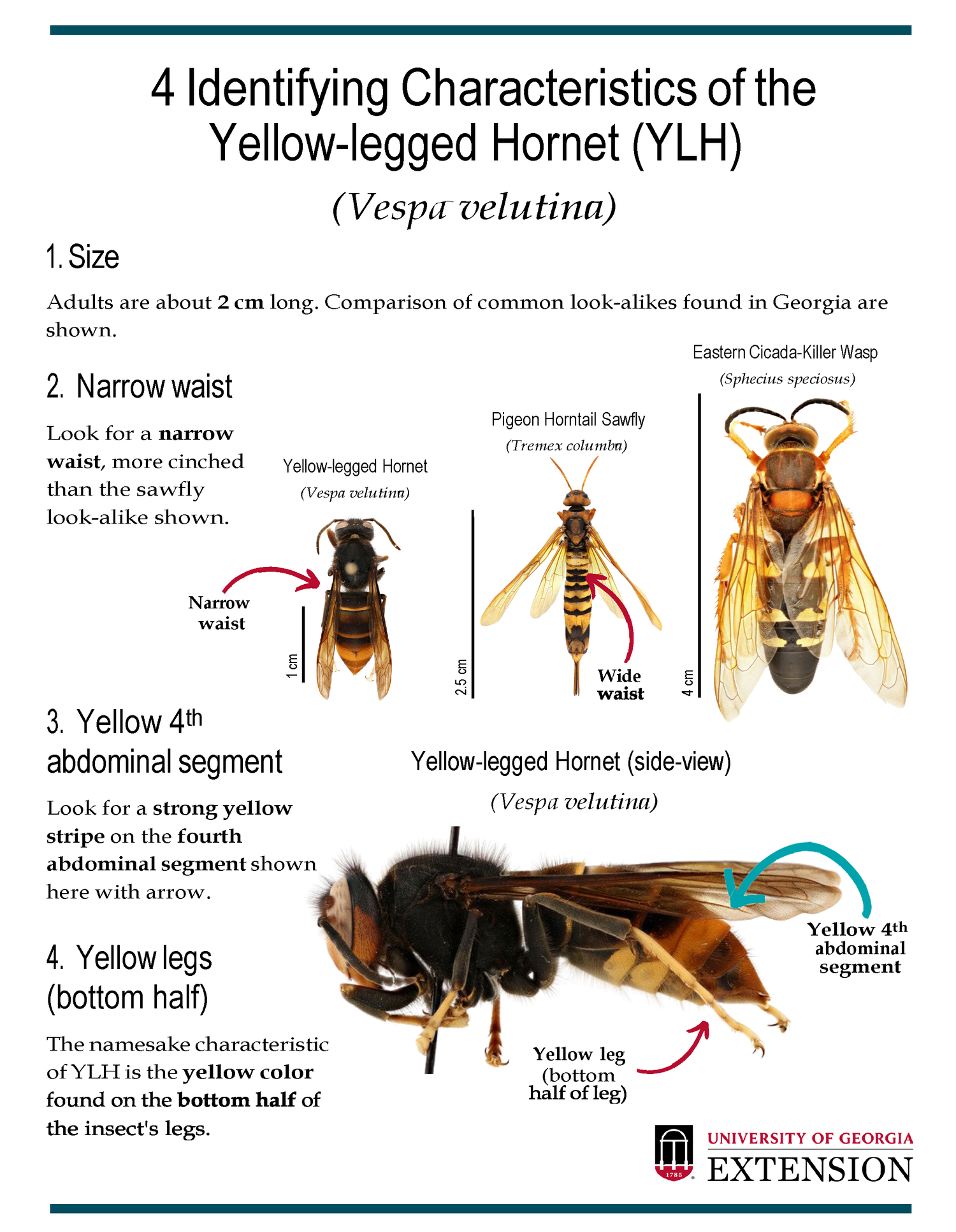 Identification guide for the yellow-legged hornet, showing its dark body, orange face, and yellow lower legs, from the University of Georgia.