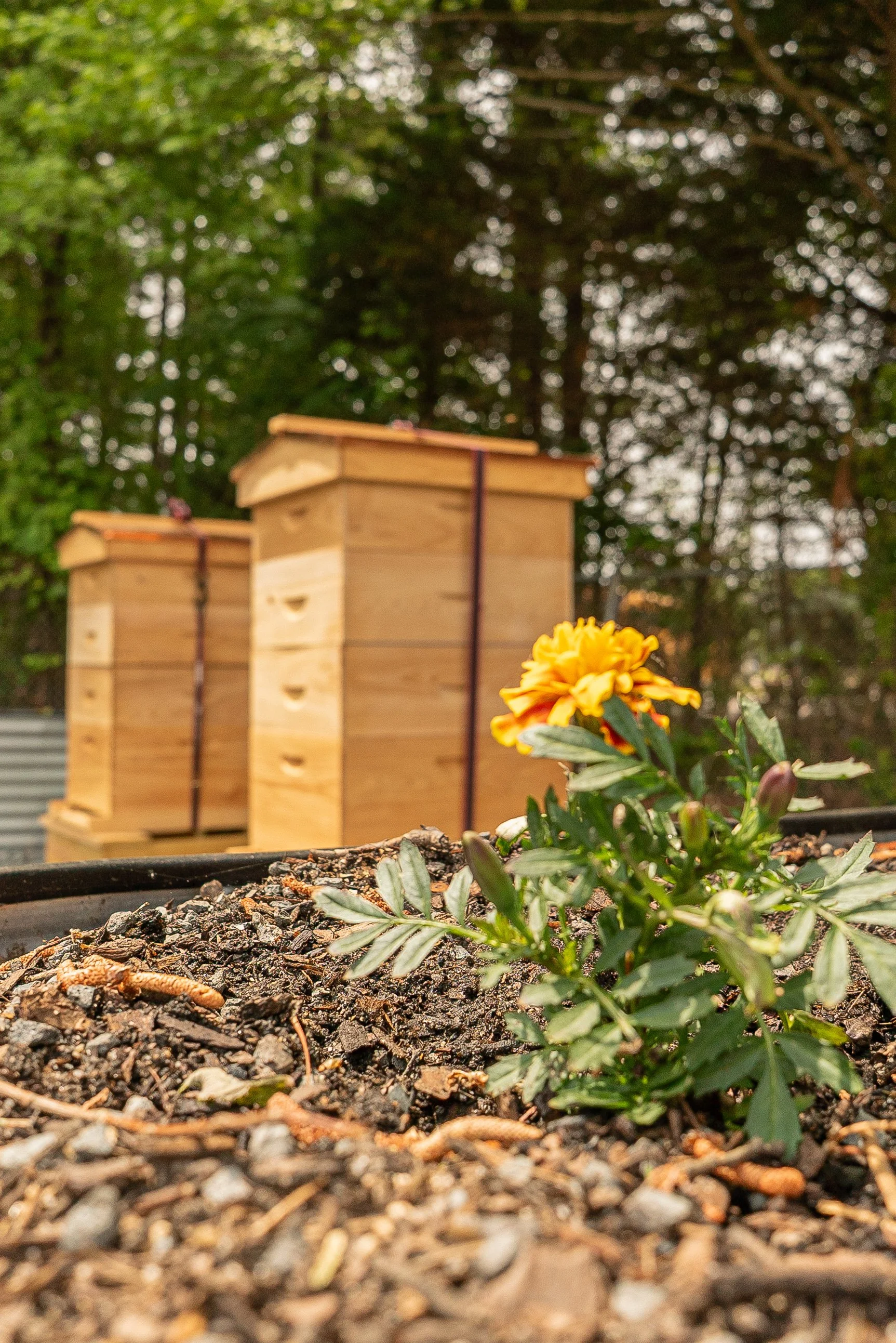 Two cedar hives behind a marigold growing in a raised bed