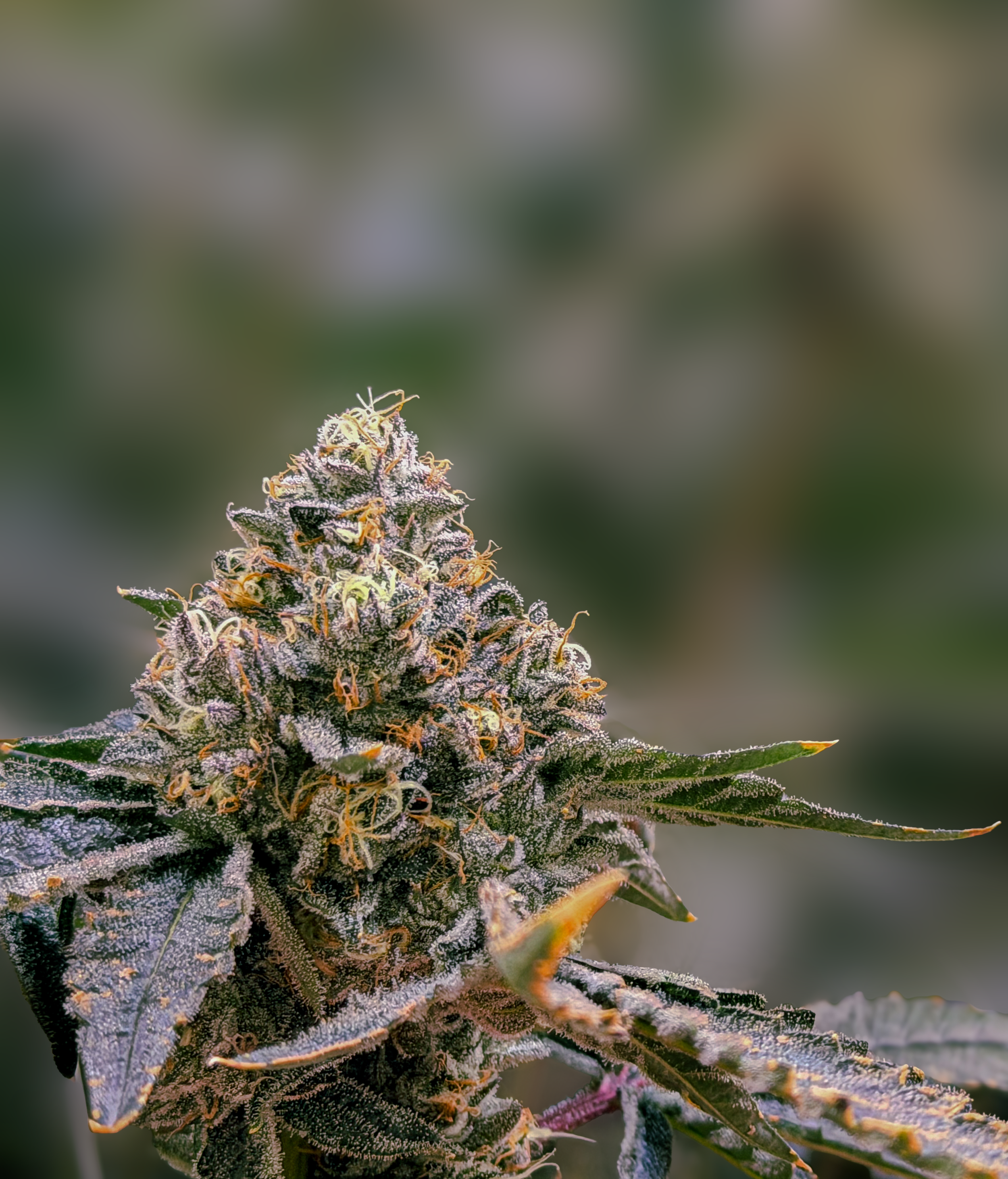 CERTIFIED cannabis cultivation