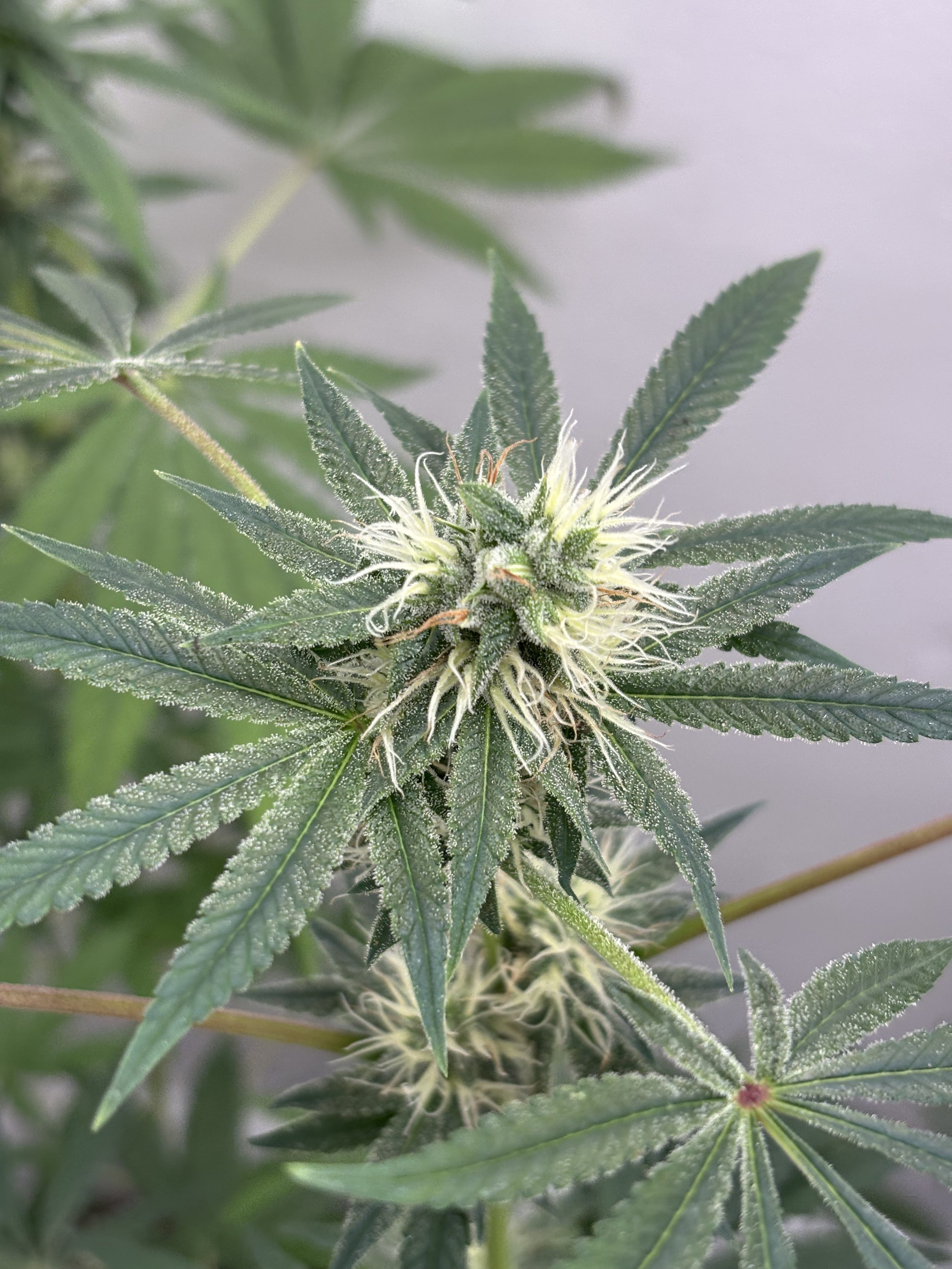 Banana OG