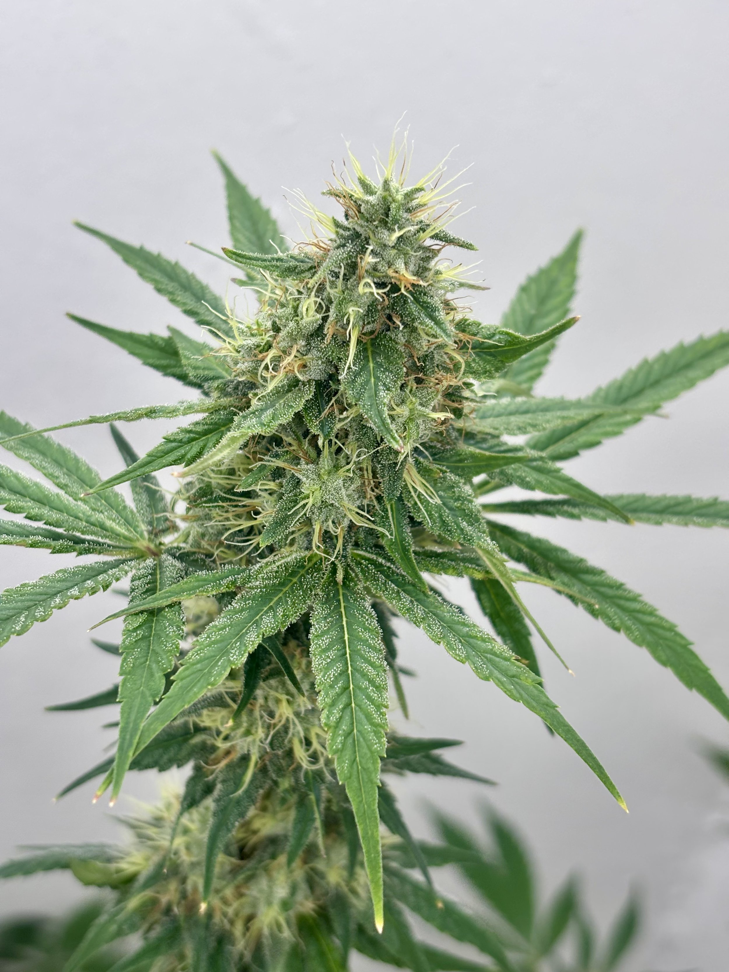 Gorilla Bubble x Puck BX3