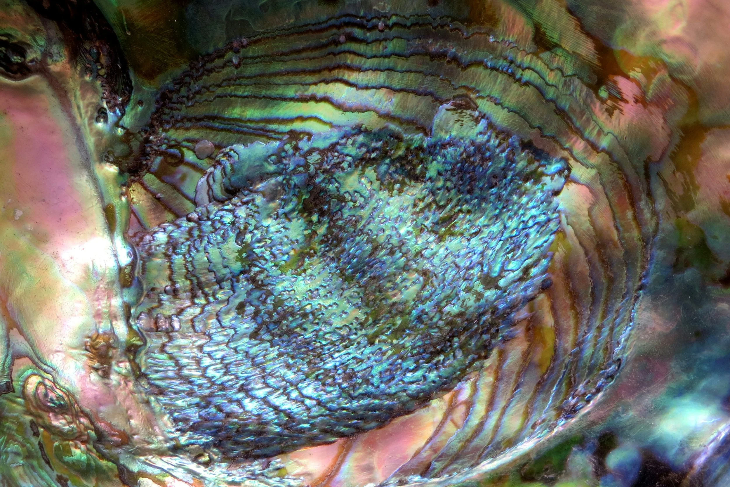 The iridescent inner layers of an abalone shell in teal, violet, and rose