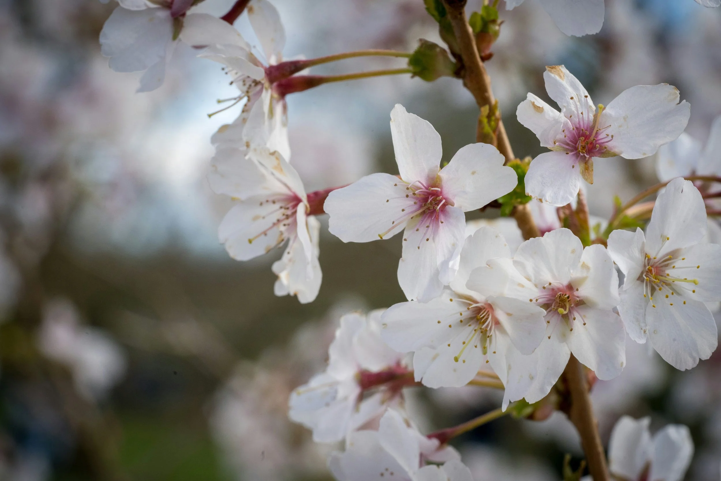 White and pale-pink cherry blossoms in close detail, their petals translucent in soft light, an image of opening after dormancy.