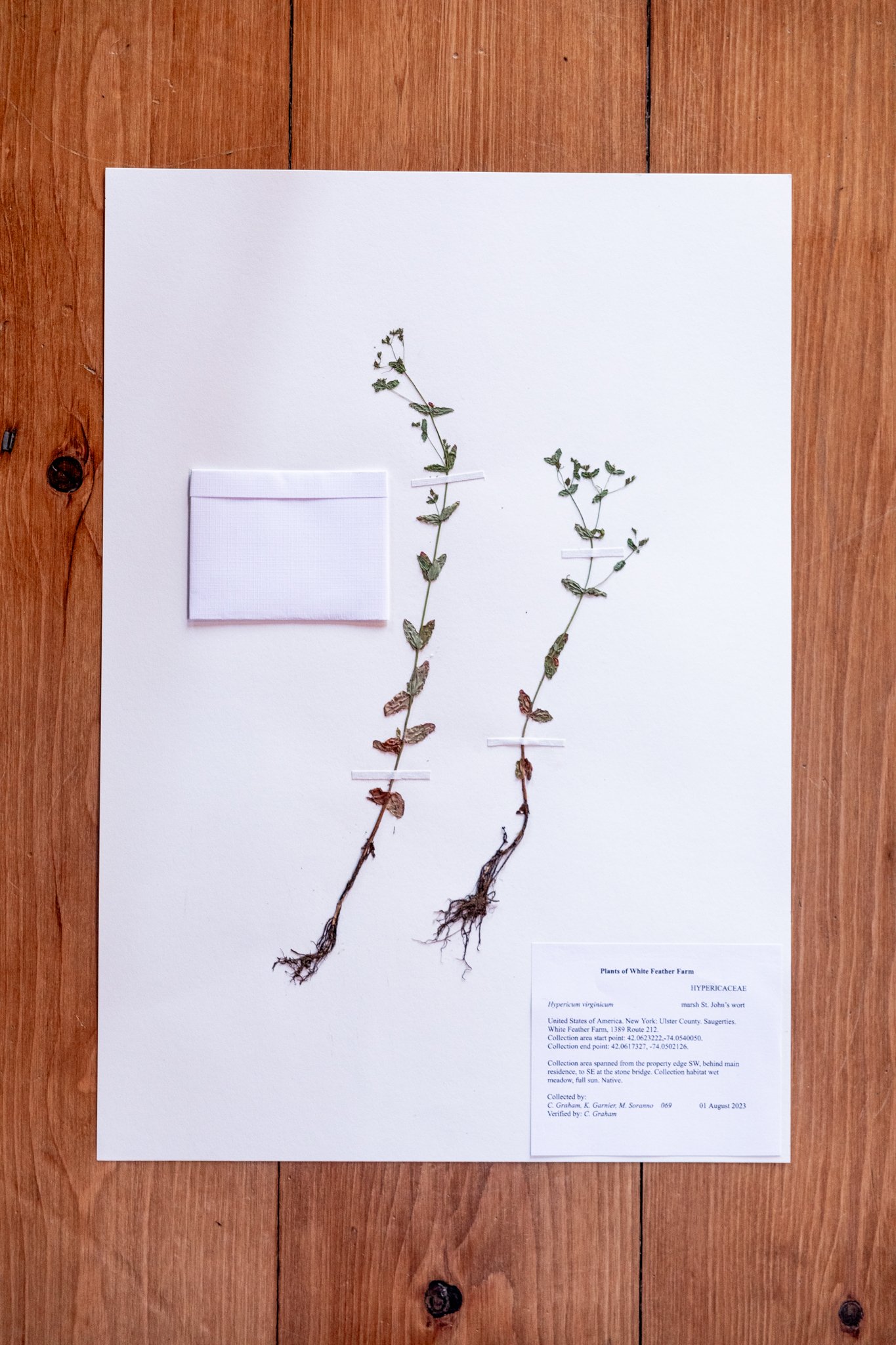 New Plant