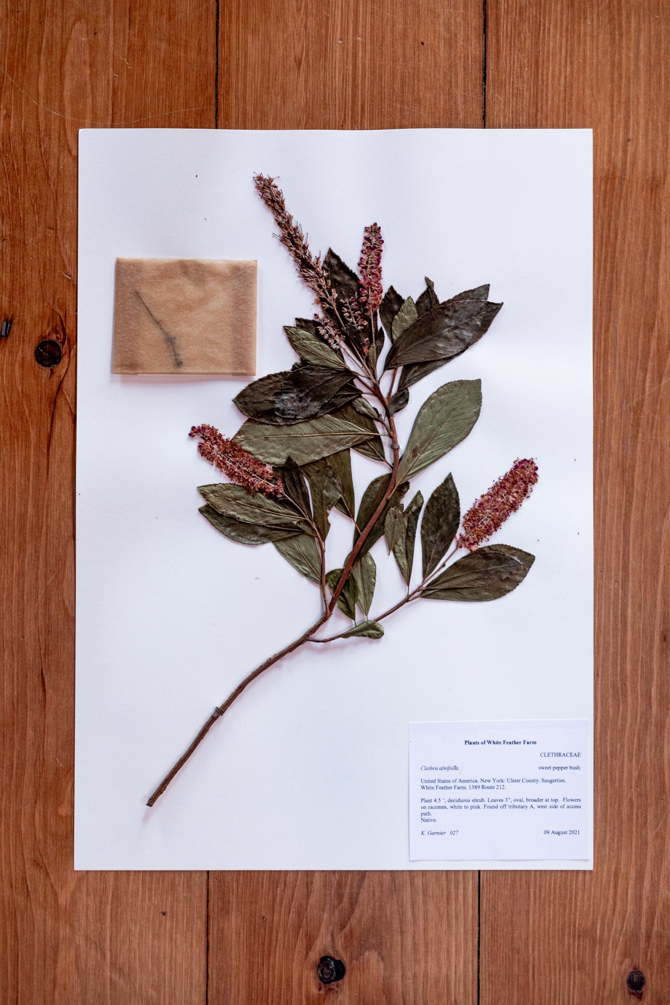 New Plant