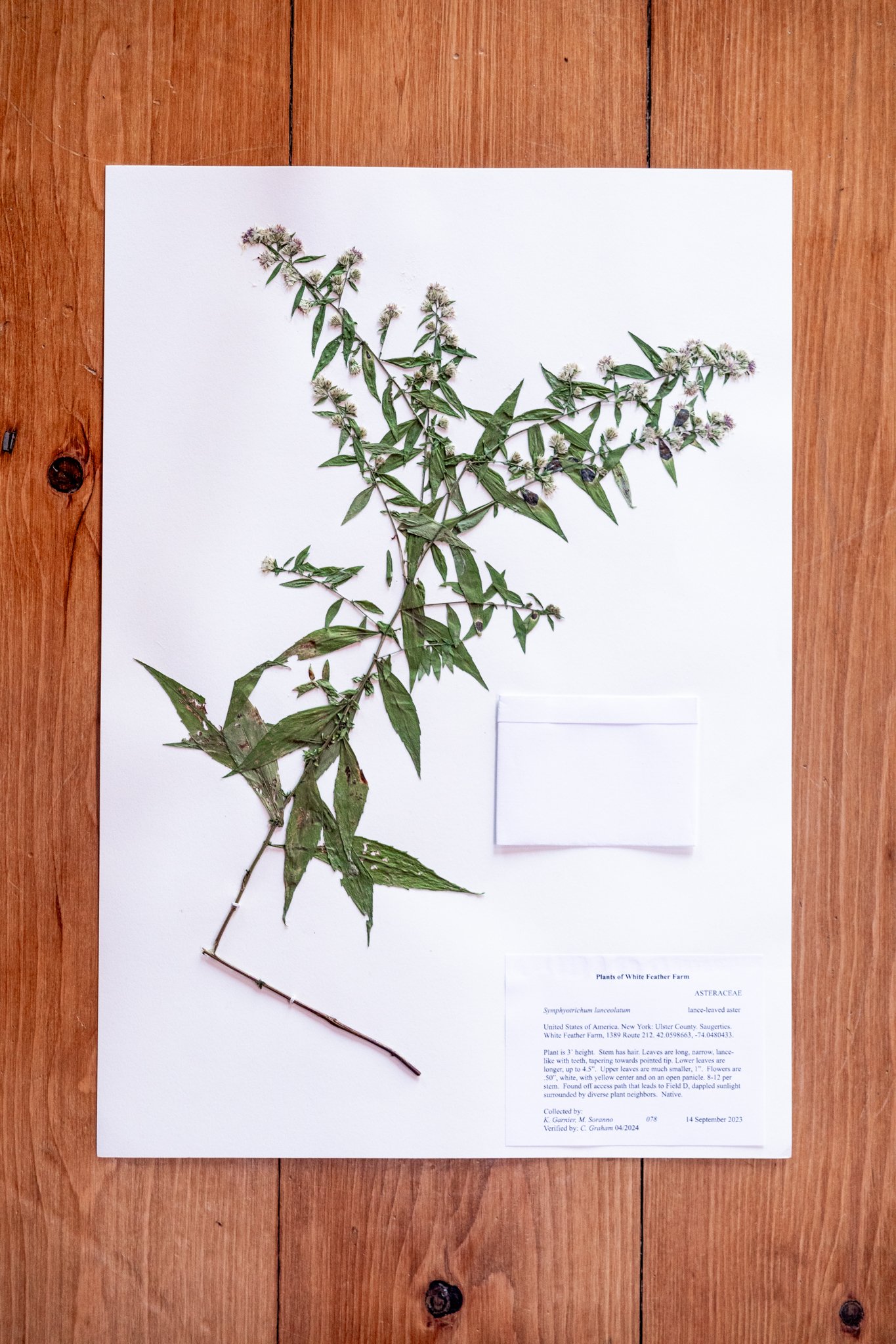 New Plant