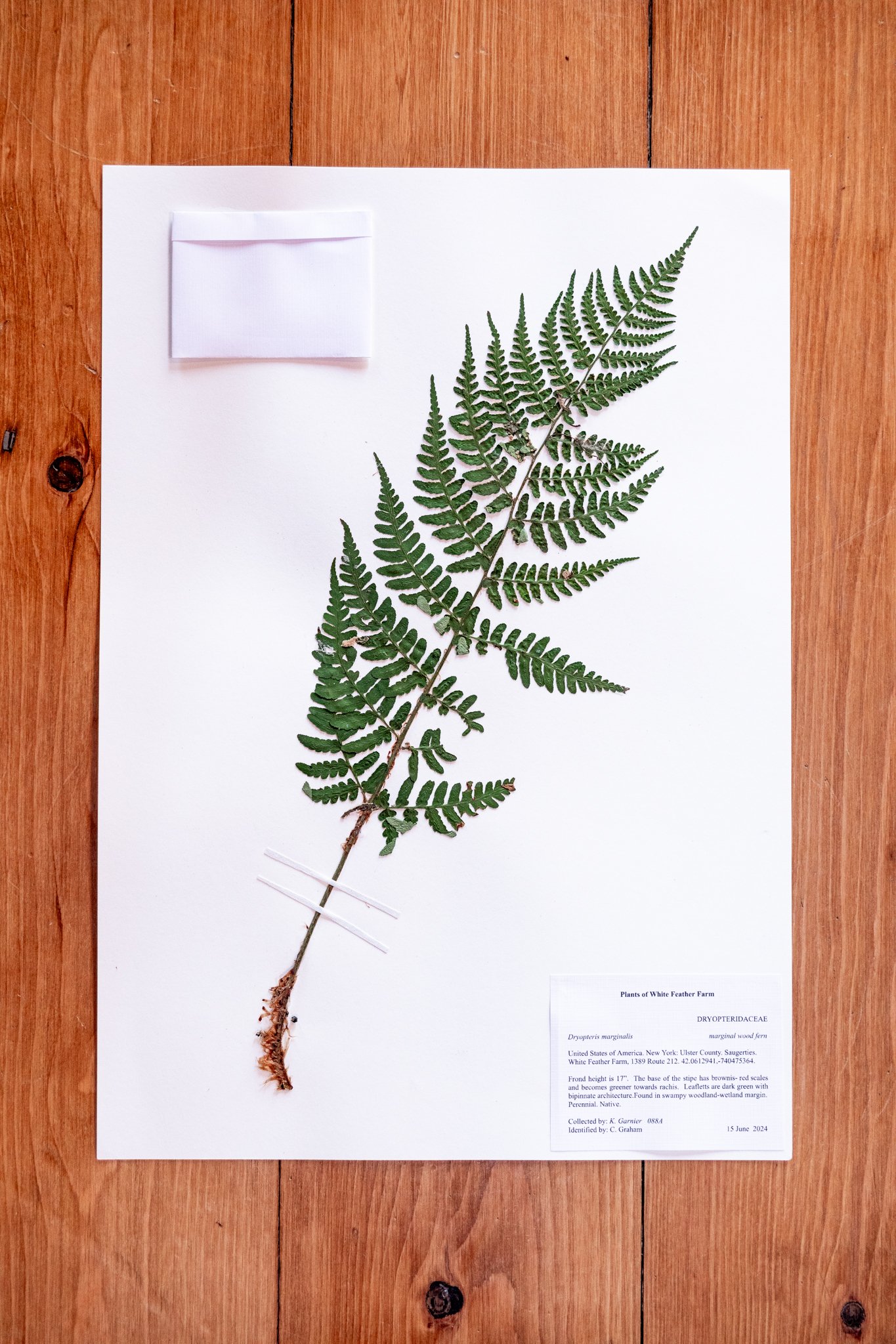 New Plant