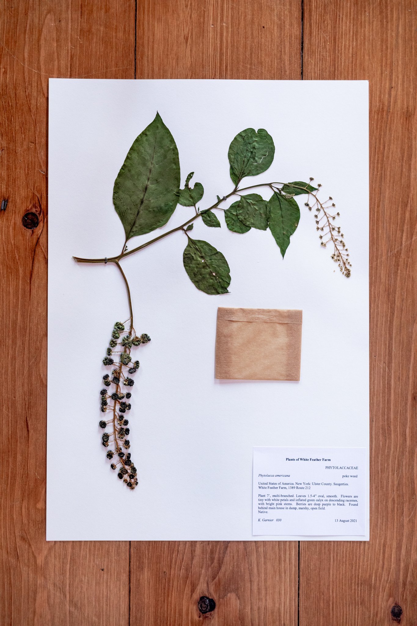 New Plant