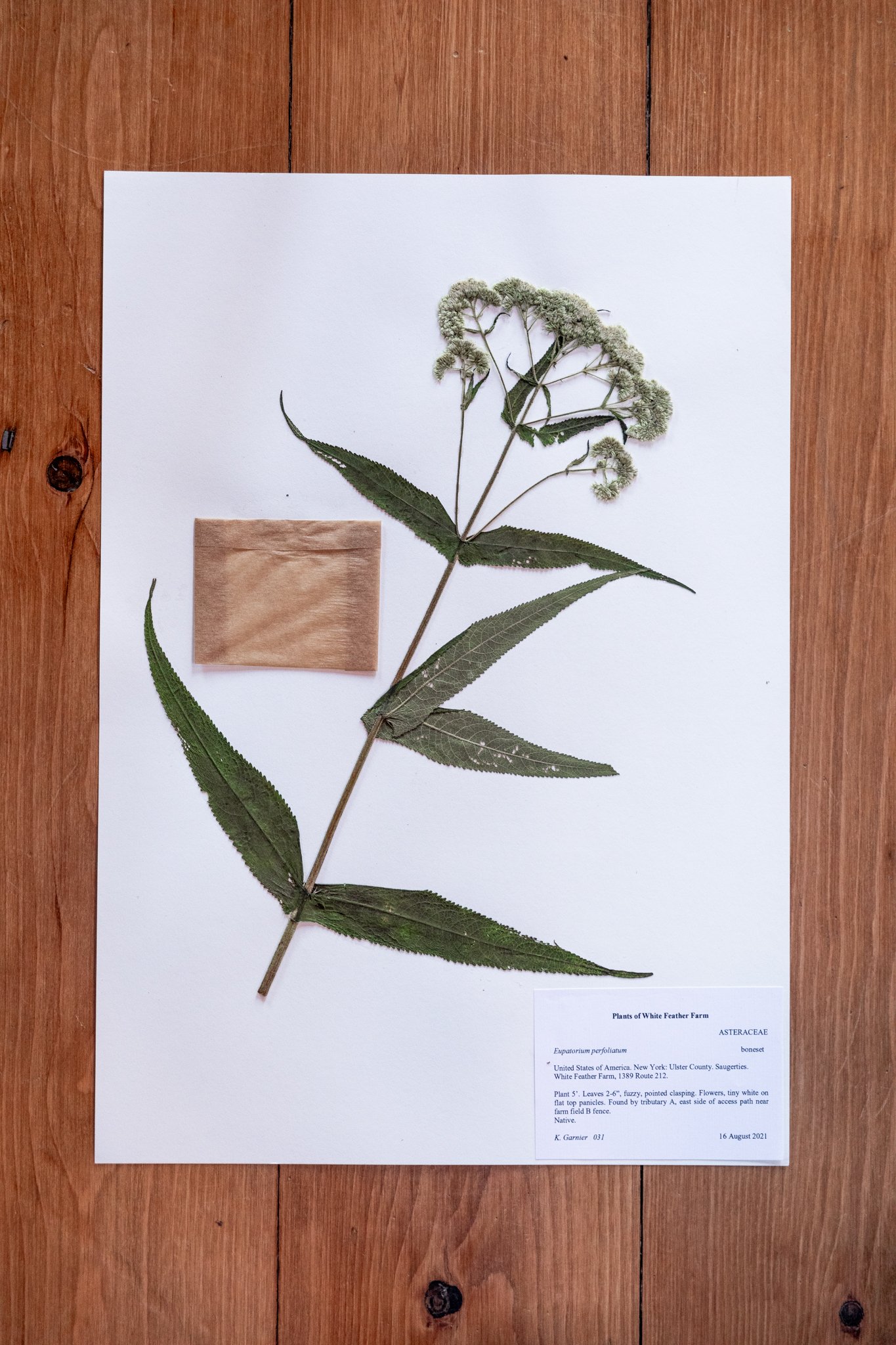 New Plant