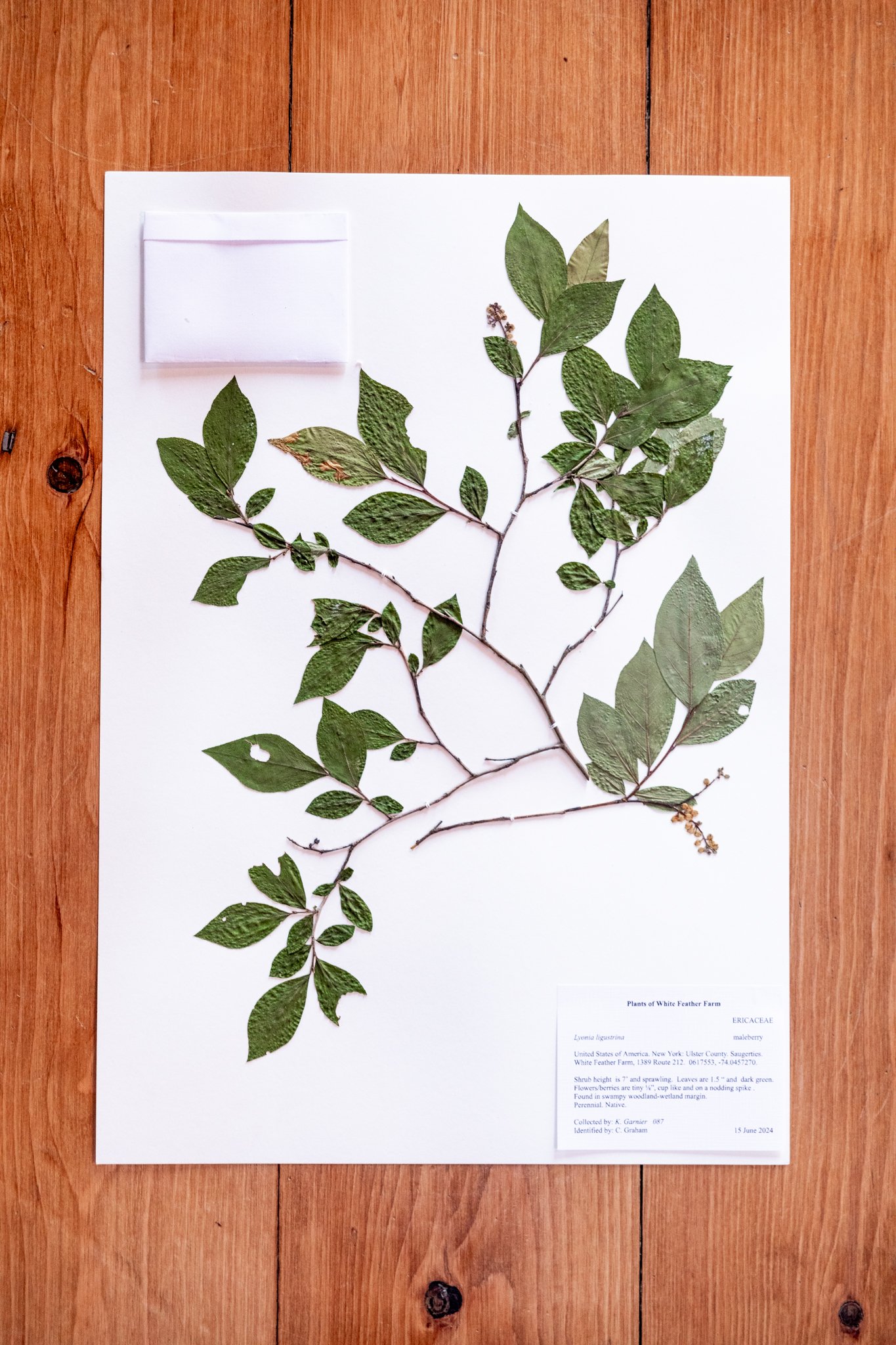 New Plant