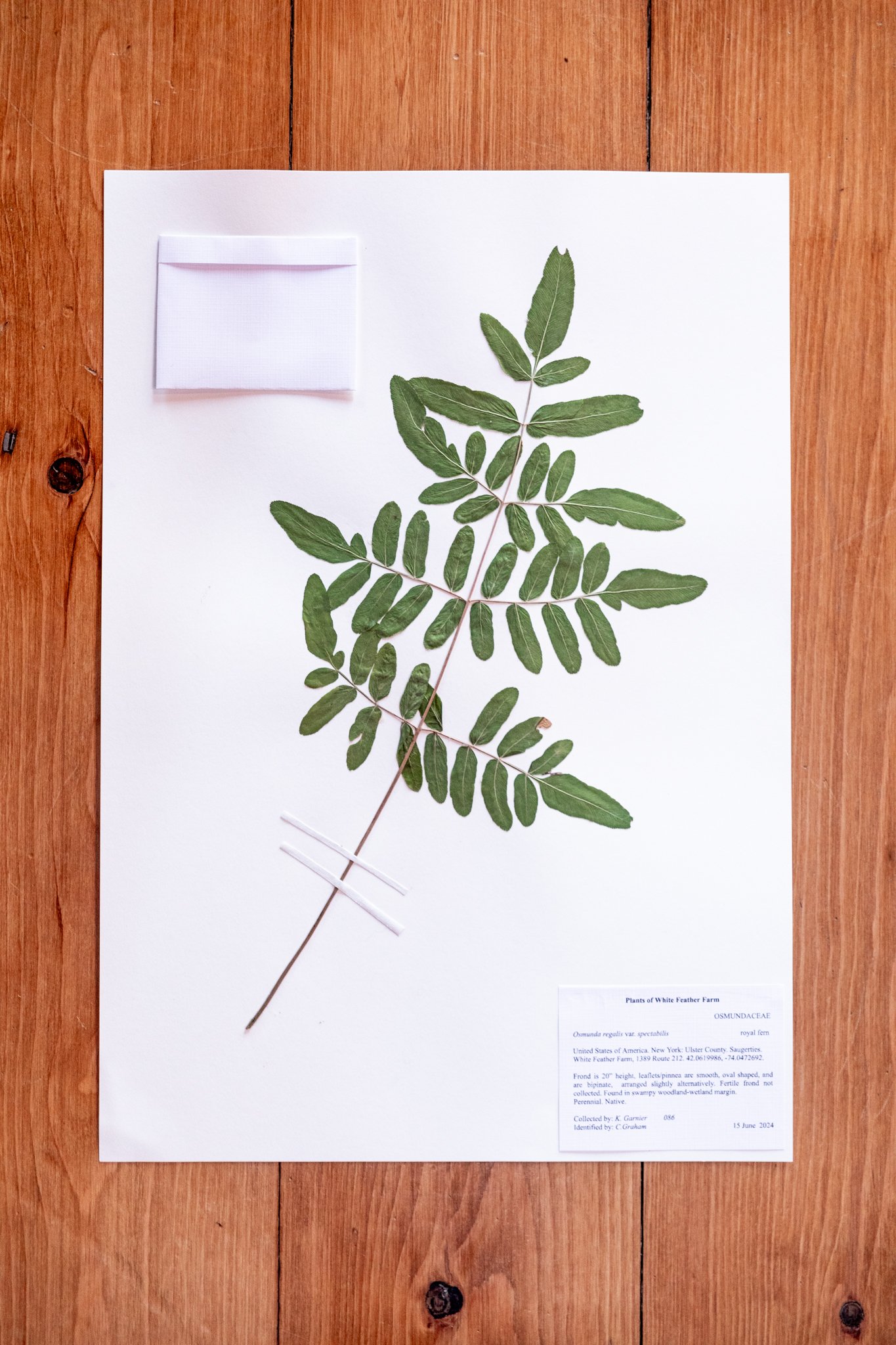 New Plant